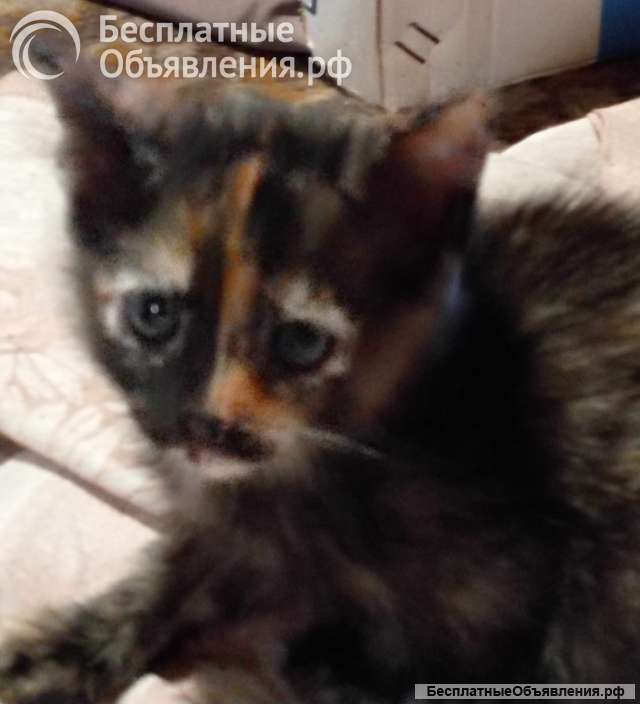 В добрые руки