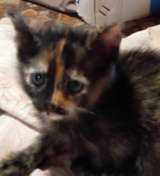 В добрые руки