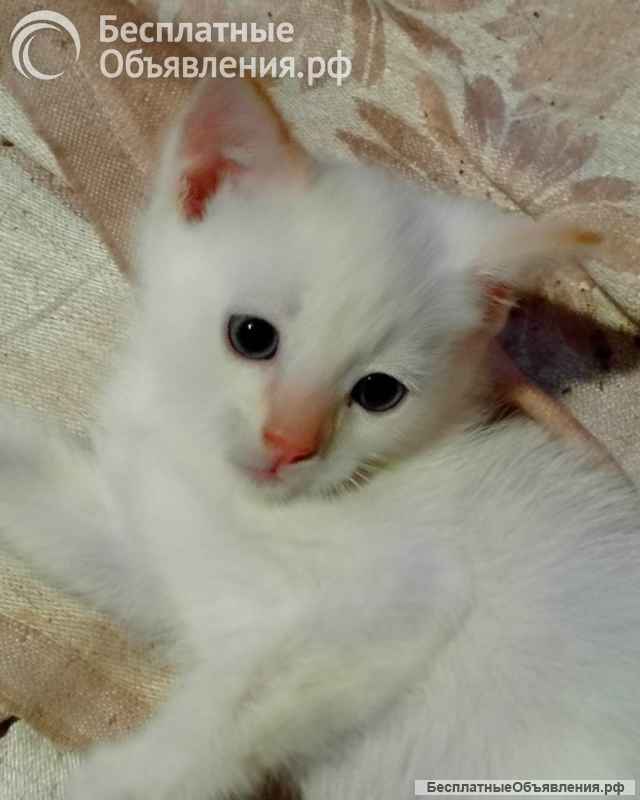 В добрые руки