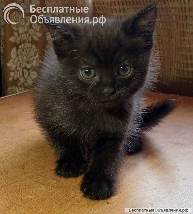 В добрые руки