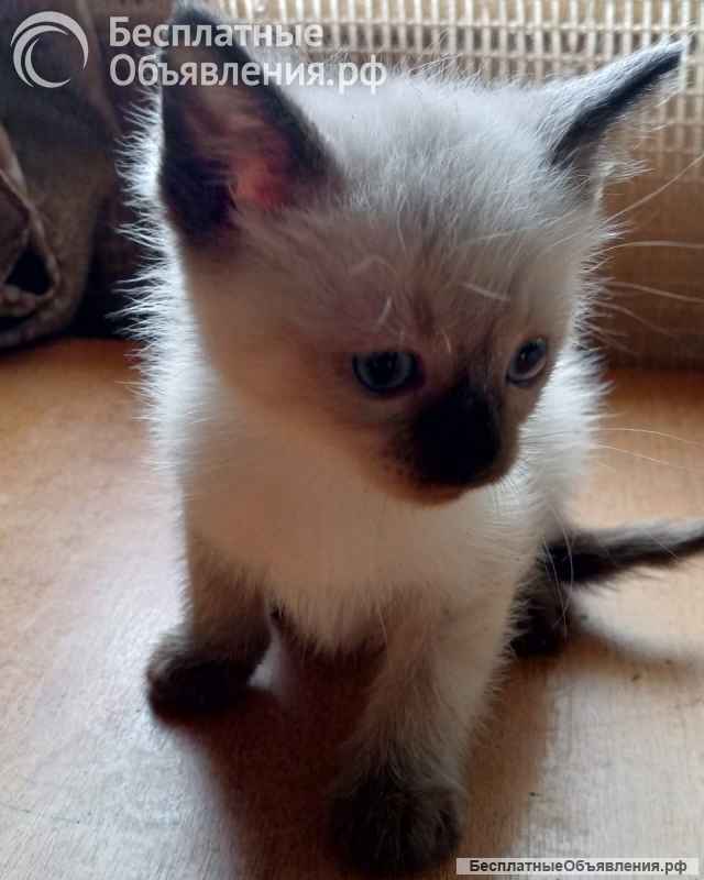 В добрые руки