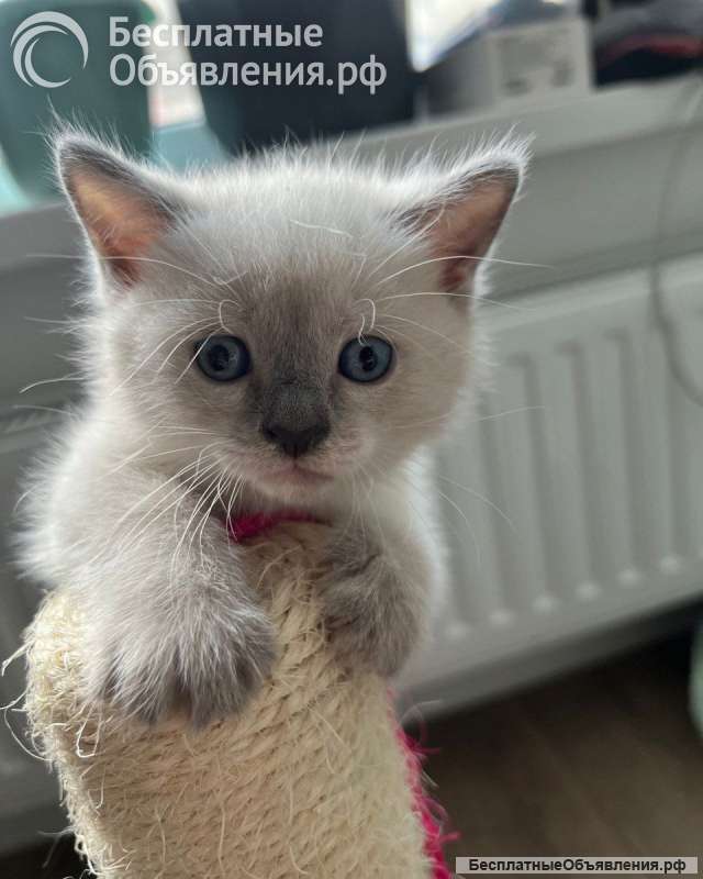 Тайские котята (комочки счастья)