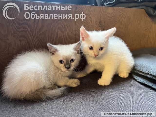 Тайские котята (комочки счастья)