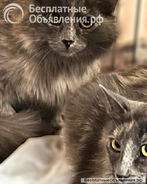 Неразлучная парочка Зефирка и Шоколадка