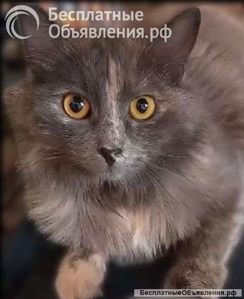 Неразлучная парочка Зефирка и Шоколадка