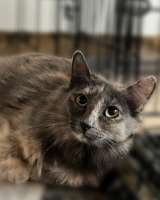 Неразлучная парочка Зефирка и Шоколадка