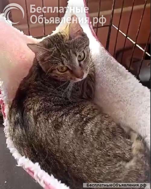 Котенок Боня (кошечка 8 мес)