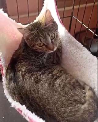 Котенок Боня (кошечка 8 мес)