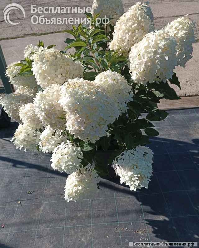 Питомник растений