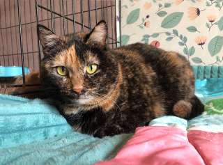 Инопланетянка Кира, молодая черепаховая кошечка в добрые руки