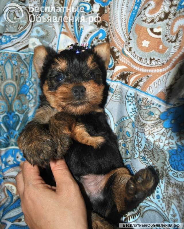 Мальчик йорк