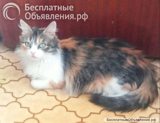 Всеми силами ищу Люсеньку