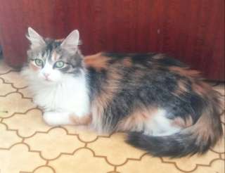 Всеми силами ищу Люсеньку