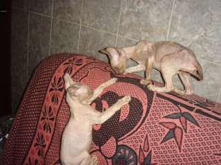 Кудрявые котята компаньоны