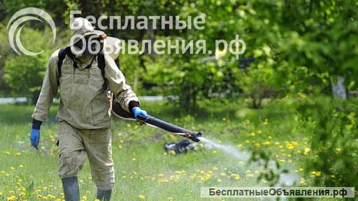 Уничтожение клопов (насекомых)