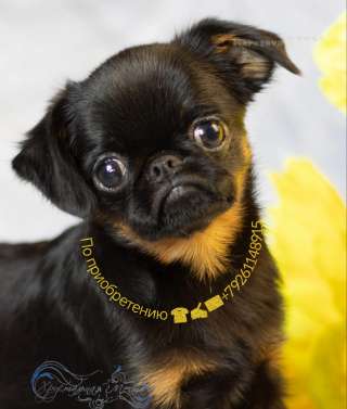 Миниатюрная девочка пти брабансон. Июль 2024