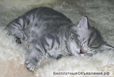 Британские котята редкого окраса
