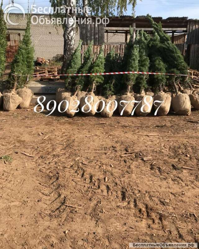 Сосна елка с корнем