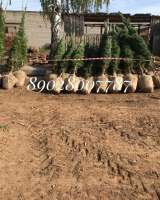 Сосна елка с корнем