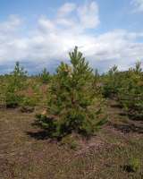 Сосна елка с корнем