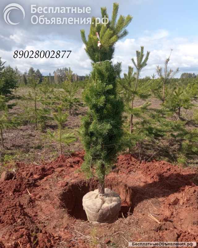 Сосна елка с корнем