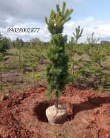 Сосна елка с корнем