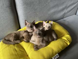 Котята европейской бурмы