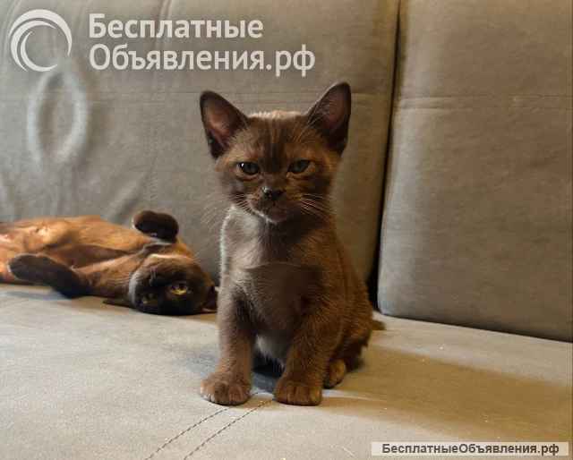 Котята европейской бурмы