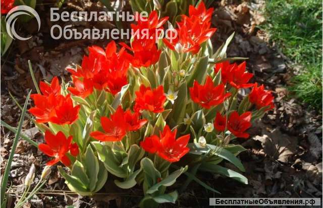 Луковицы