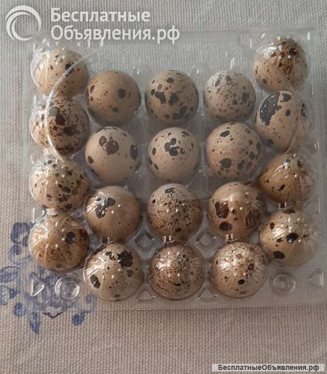 Свежие перепелиные яйца