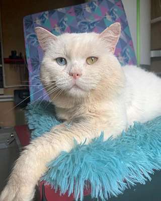 Украшение любого дивана, роскошный ласковый котик Орбит в добрые руки