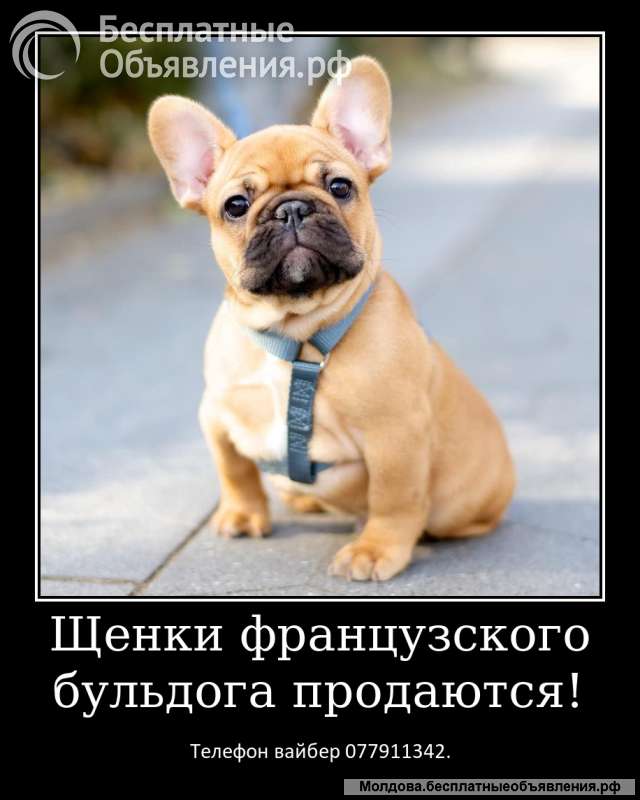 Уникальные щенки французского бульдога
