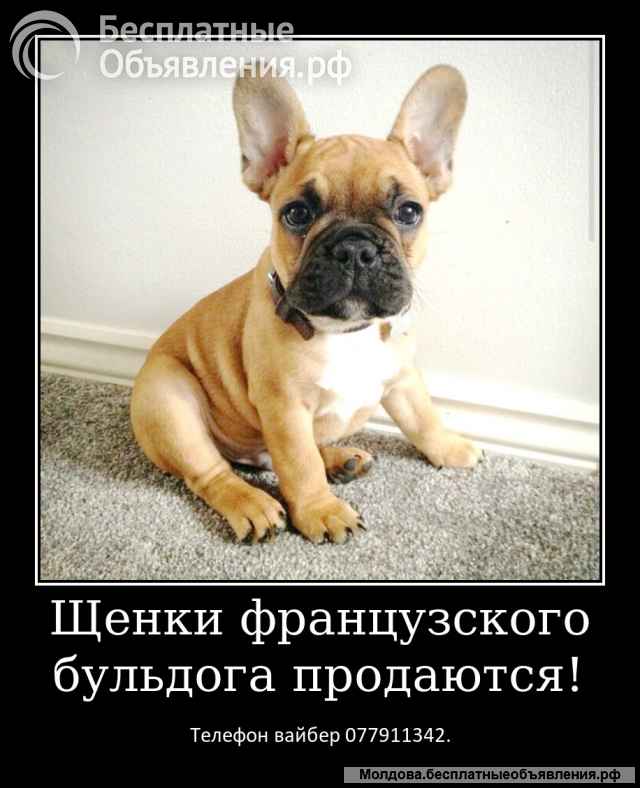 Уникальные щенки французского бульдога
