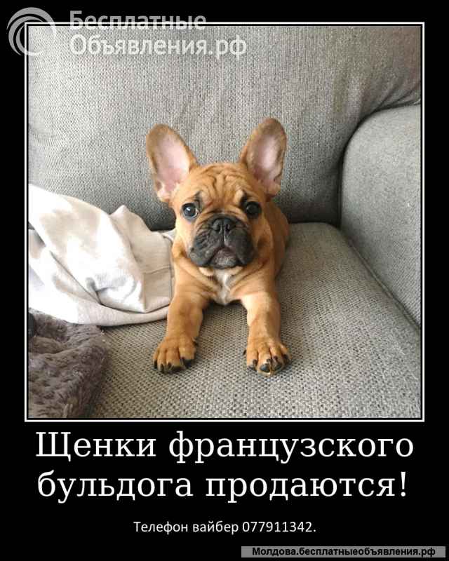 Уникальные щенки французского бульдога