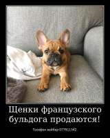Уникальные щенки французского бульдога
