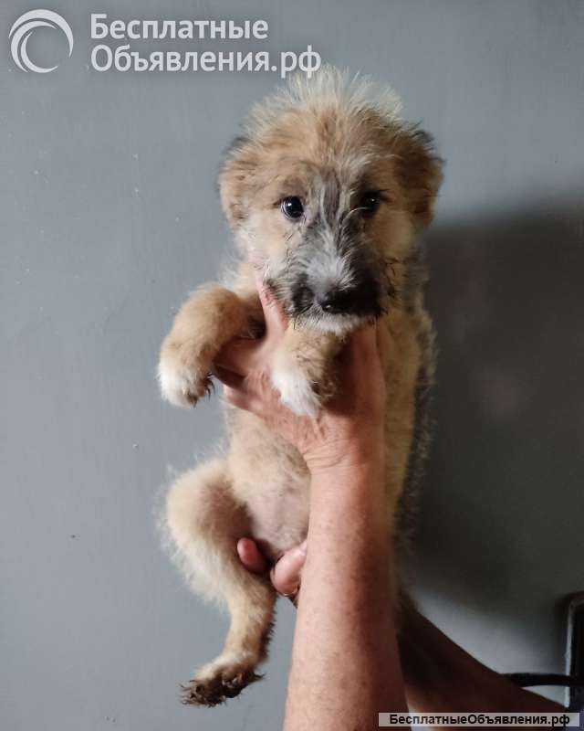 Отдам щенка-метиса (алабай/овчарка с примесью дворняг) 3 мес