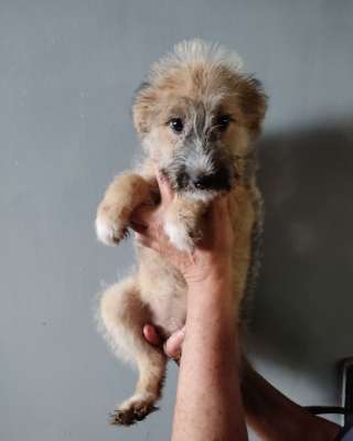 Отдам щенка-метиса (алабай/овчарка с примесью дворняг) 3 мес