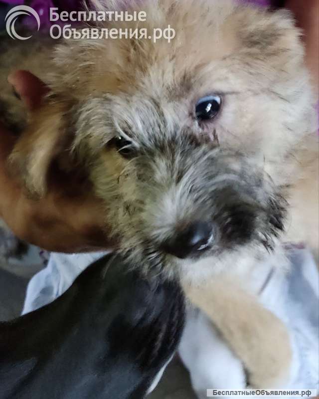 Отдам щенка-метиса (алабай/овчарка с примесью дворняг) 3 мес