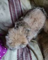 Отдам щенка-метиса (алабай/овчарка с примесью дворняг) 3 мес