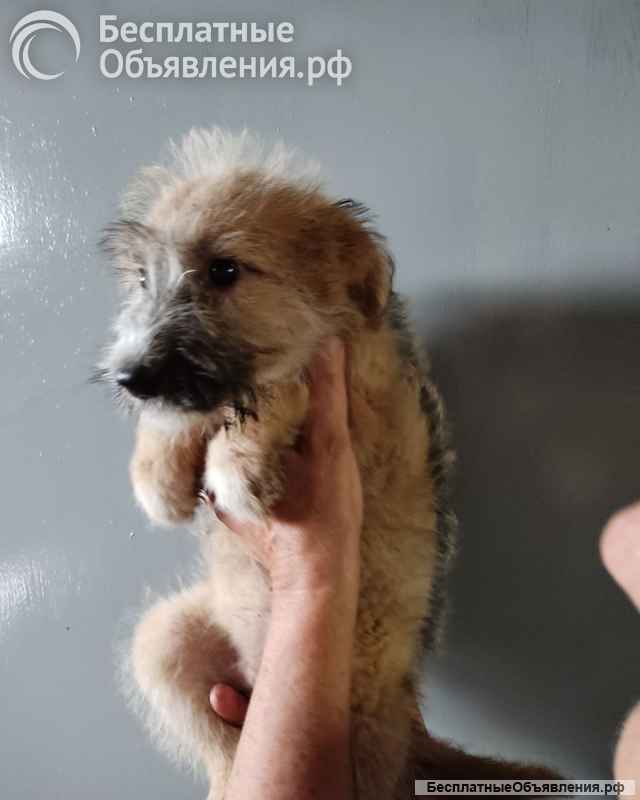 Отдам щенка-метиса (алабай/овчарка с примесью дворняг) 3 мес