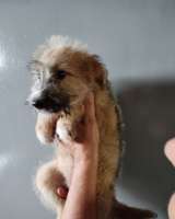 Отдам щенка-метиса (алабай/овчарка с примесью дворняг) 3 мес