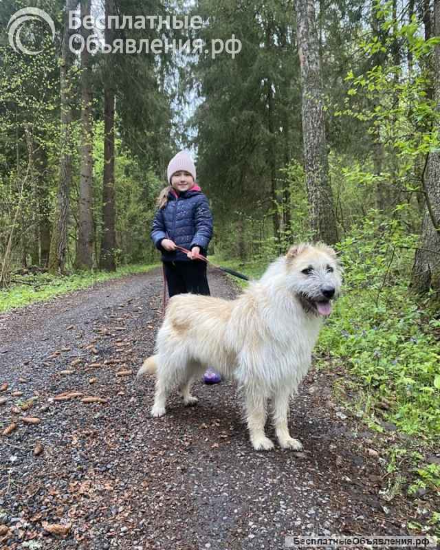 Отдам щенка-метиса (алабай/овчарка с примесью дворняг) 3 мес
