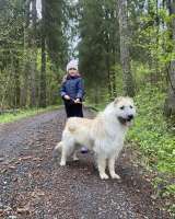 Отдам щенка-метиса (алабай/овчарка с примесью дворняг) 3 мес