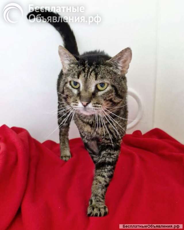 Ищем дом Шпротику