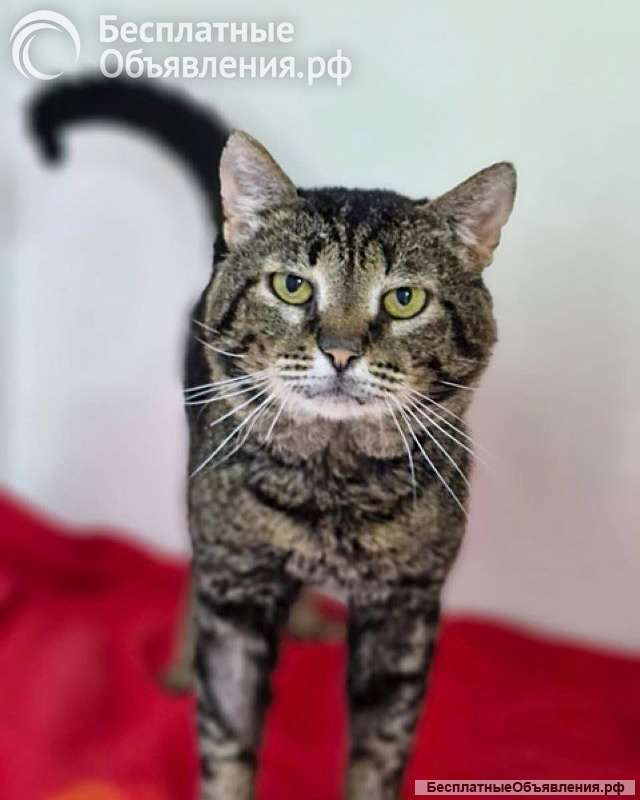 Ищем дом Шпротику