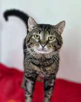 Ищем дом Шпротику