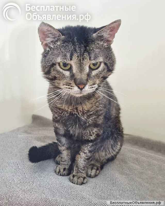 Ищем дом Шпротику