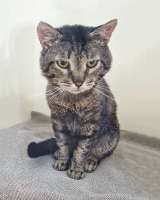 Ищем дом Шпротику