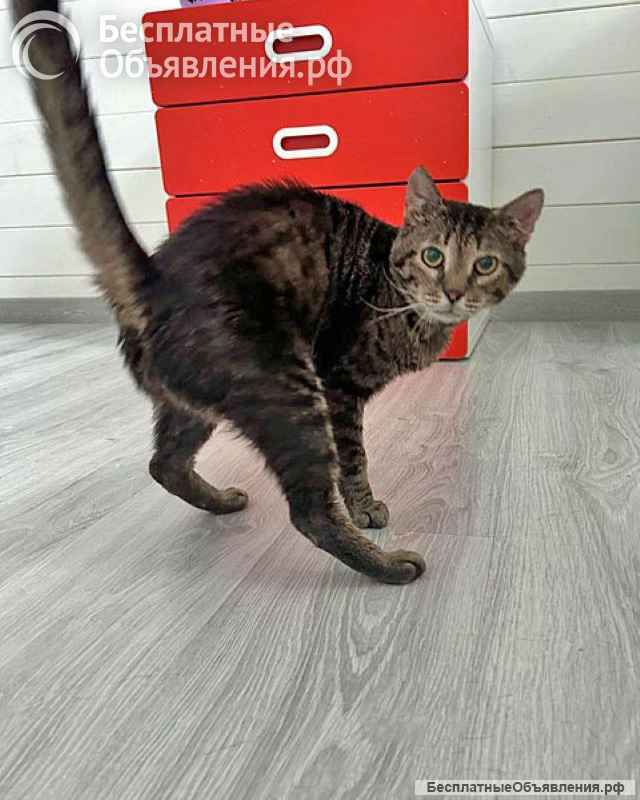 Ищем дом Шпротику