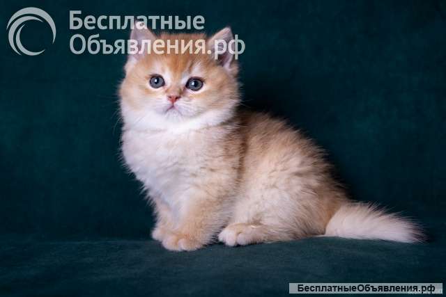 Золотая шиншила